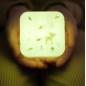 Veilleuse Lumineuse Cube B Forêt