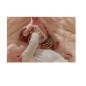 Peluche D activites Flamant Rose - Safari Friends Peluche D activites Flamant Rose - Safari Friends